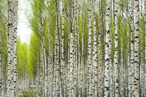 9489944-Birch-trees-with-fresh-green-leaves-in-spring-Stock-Photo-birch-forest-tree.jpg