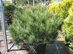 pinus mugho.jpg