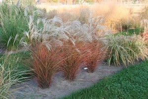 Miscanthus_Graziella_fall