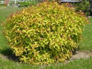 Spirea.jpg