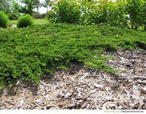 juniperus_horizontalis_prince_of_wales_landscape (1).jpg