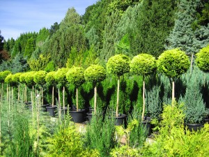 medium-growing-conifers.jpg