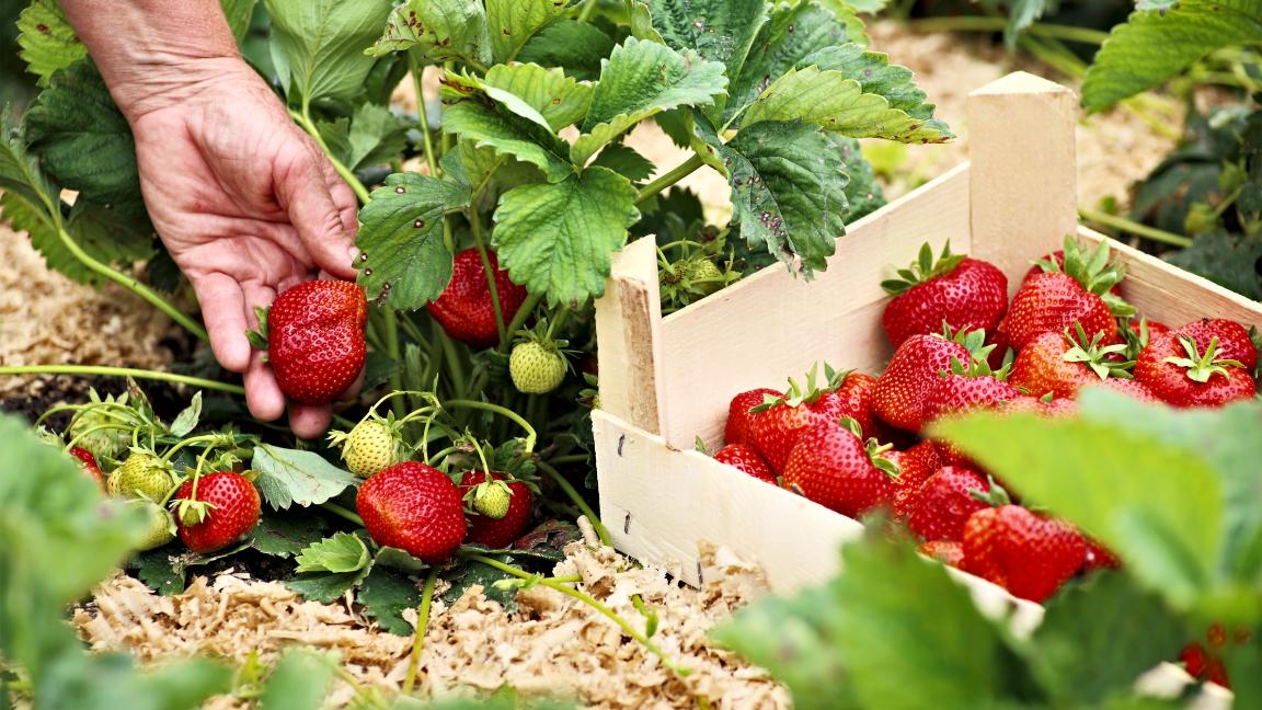 Darselect A+ FRIGO braškių daigai (13 vnt)