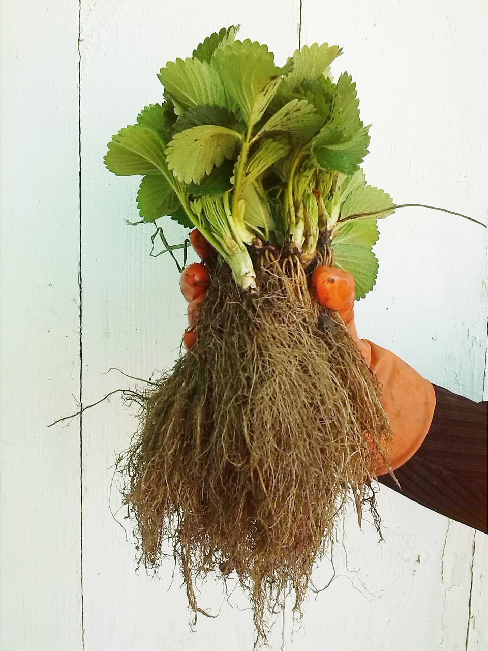 ,,Kupchikha” žembraškė (10 vnt) - Image 2