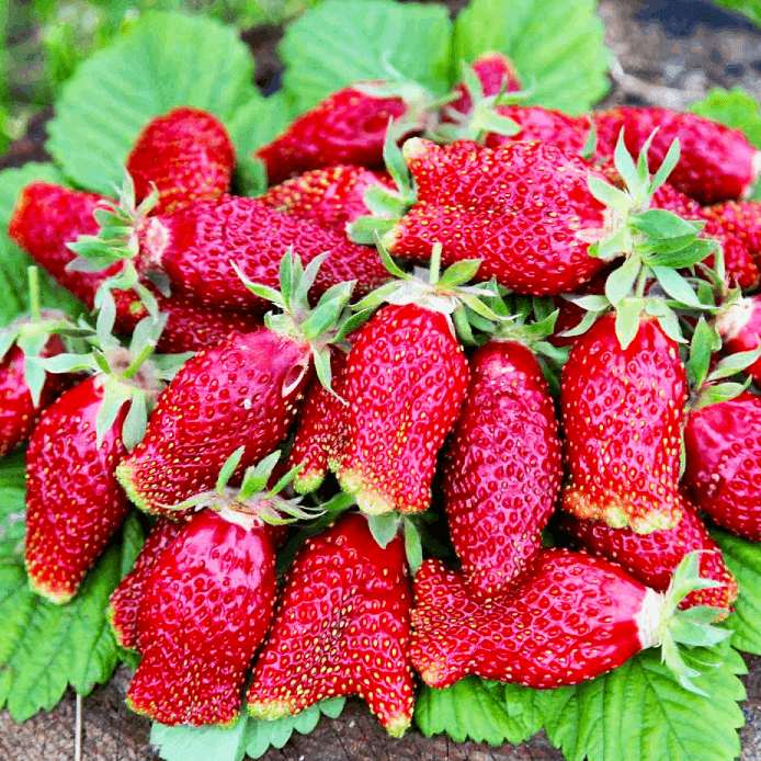 ,,Kupchikha” žembraškė (10 vnt)