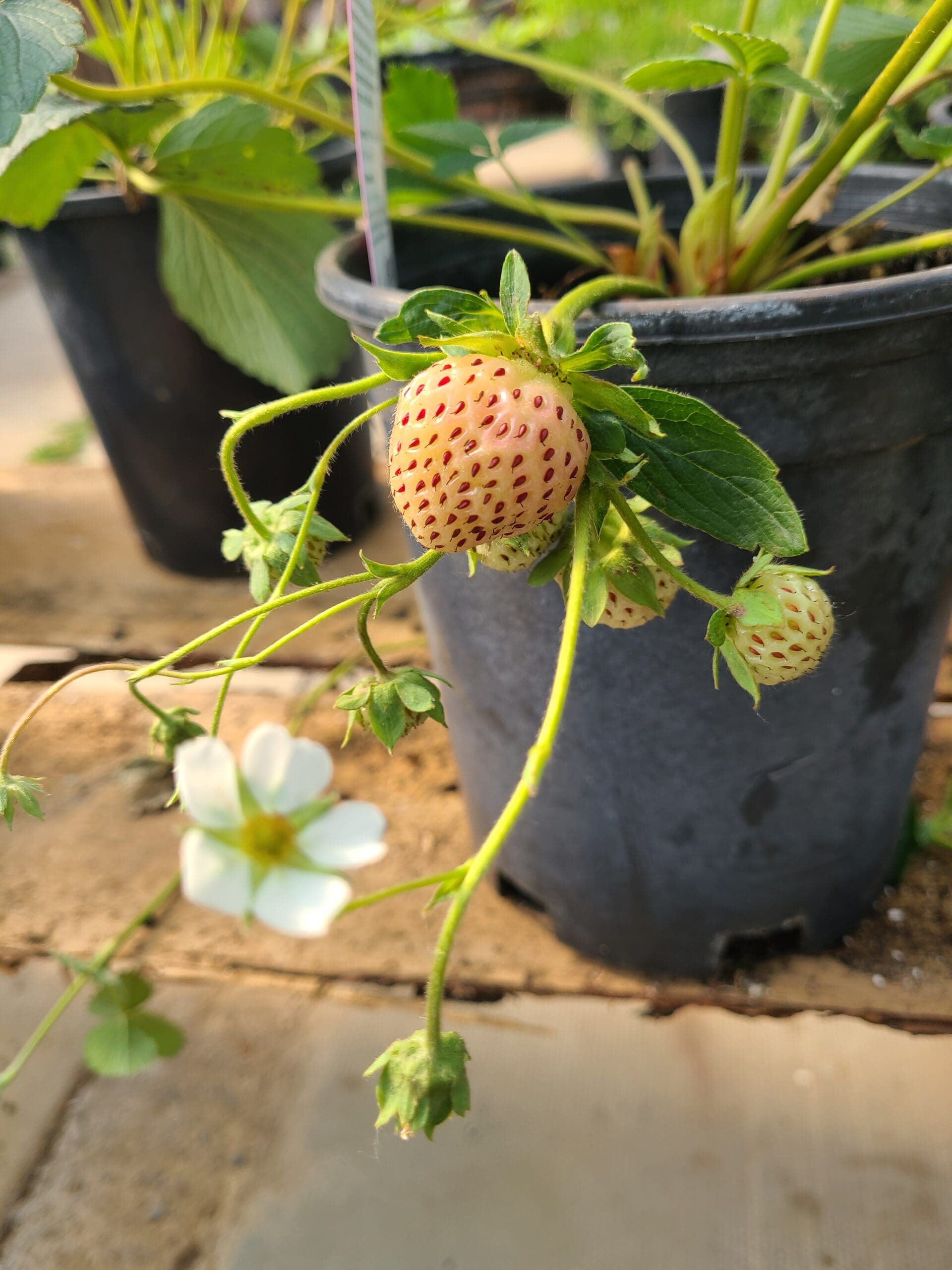 ,,White Pine“ ananasinių braškių daigai (13 vnt.) - Image 2