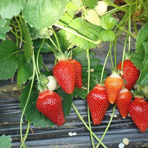 Asia A++ FRIGO braškių daigai (13 vnt)