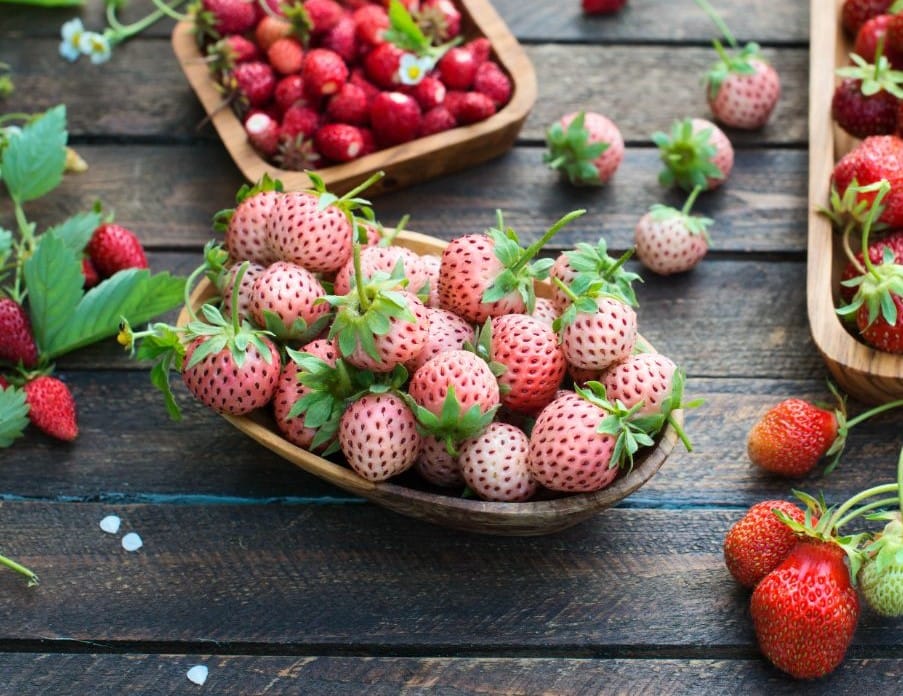 ,,White Pine“ ananasinių braškių daigai (13 vnt.)