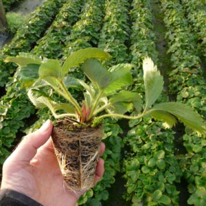 TP braškių daigai ,,Rumba” (10 vnt)