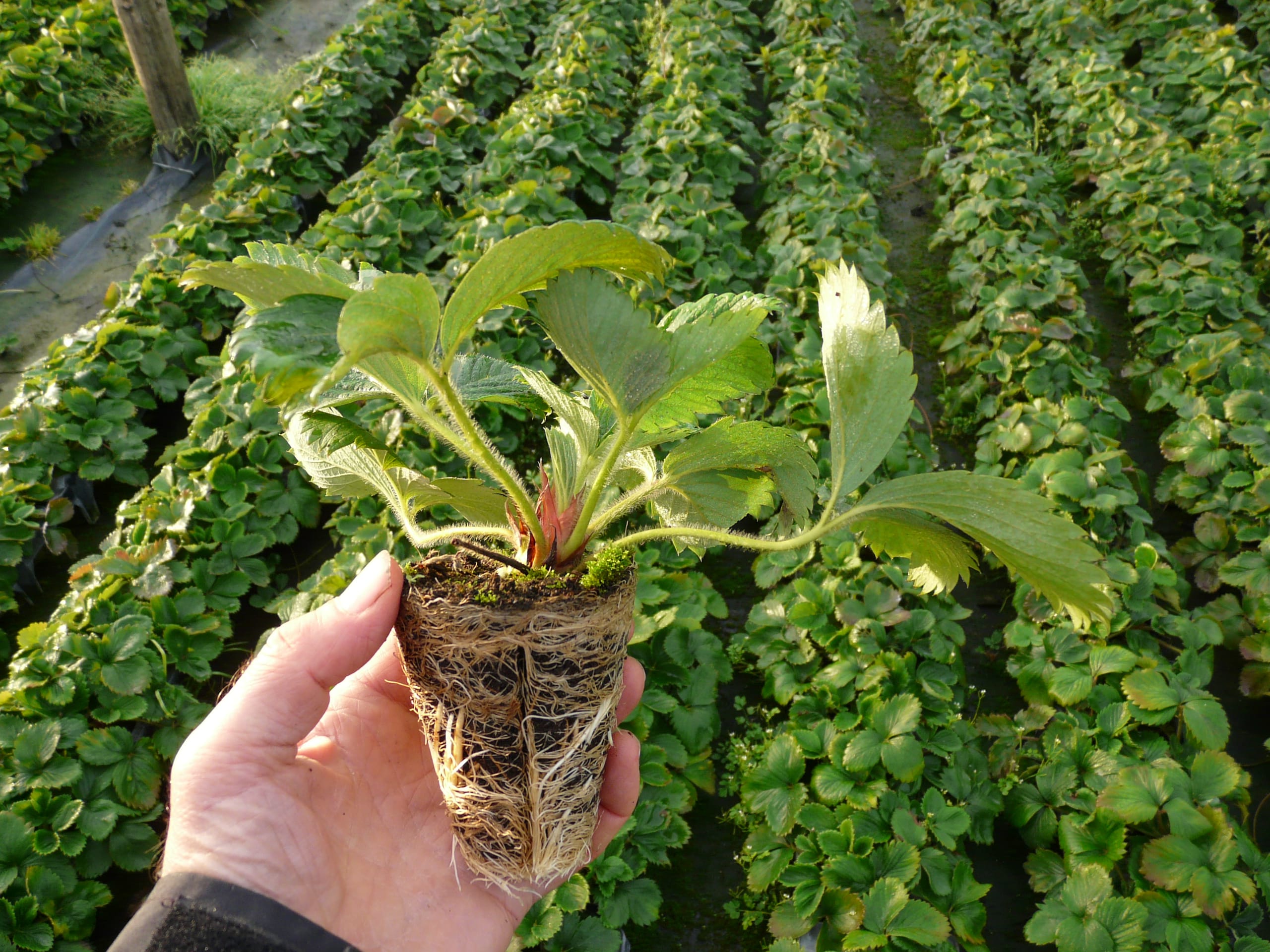 TP braškių daigai ,,Sonsation” (10 vnt)