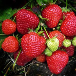 Elsanta A++ FRIGO braškių daigai (13 vnt.)