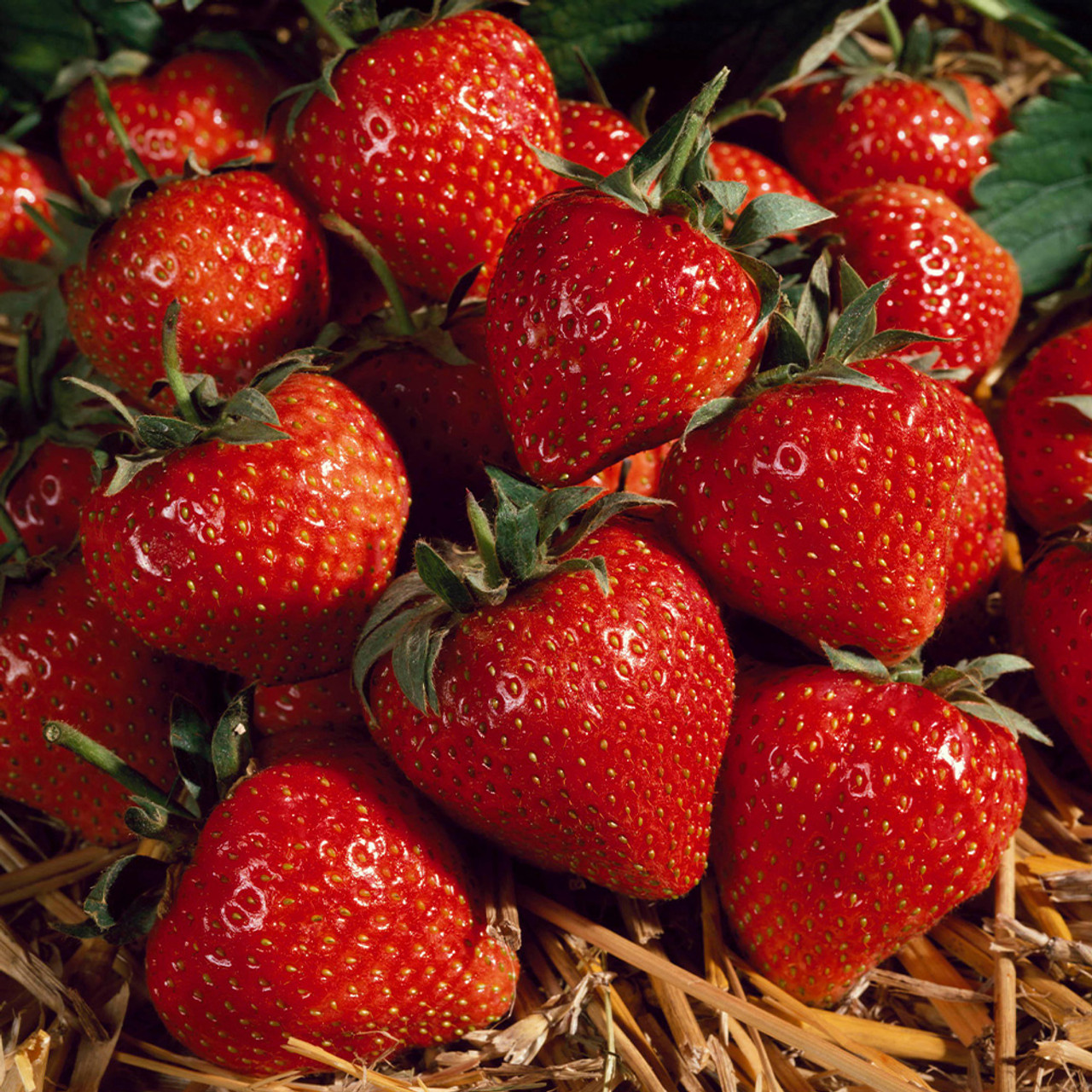 Polka A++ FRIGO braškių daigai (13 vnt.)