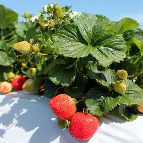 ,,Portola” remontantinių braškių daigai (13 vnt.)