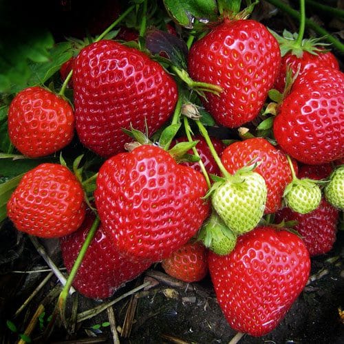 Elsanta A+ FRIGO braškių daigai (13 vnt.)