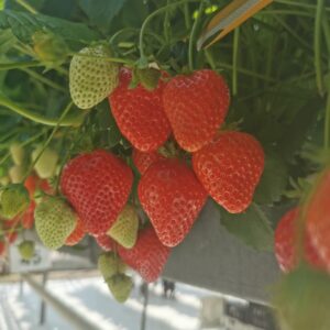 Jack A+ FRIGO braškių daigai (13 vnt.)