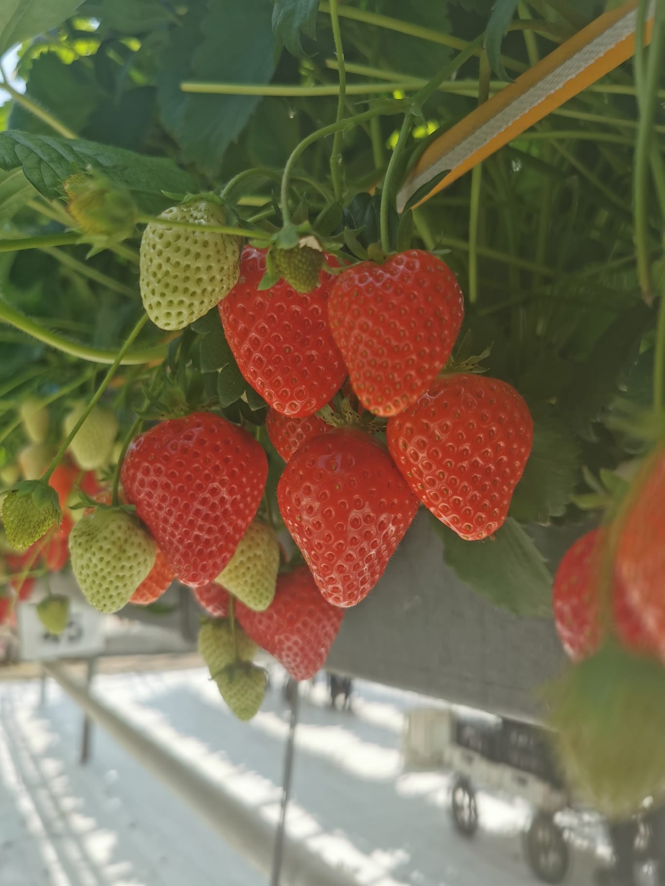 Jack A+ FRIGO braškių daigai (13 vnt.)