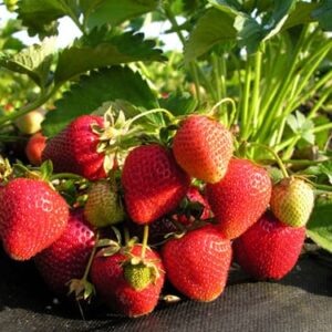 Marmolada A+ FRIGO braškių daigai (13 vnt.)