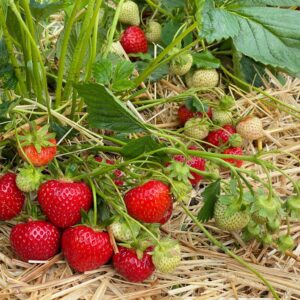 Rendezvous A+ FRIGO braškių daigai (13 vnt.)