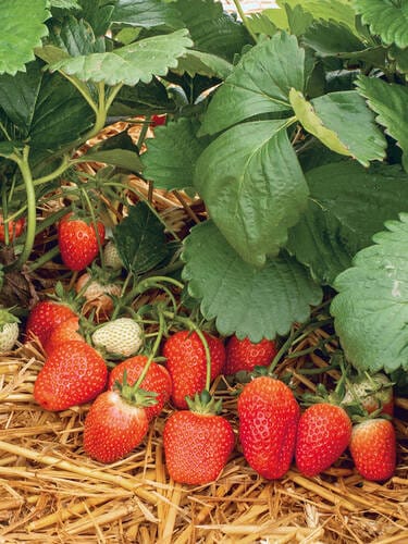 Rosaria A+ FRIGO braškių daigai (13 vnt.)