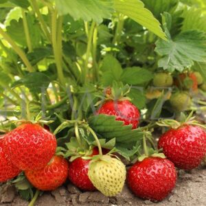 Senga Sengana A++ FRIGO braškių daigai (13 vnt.)