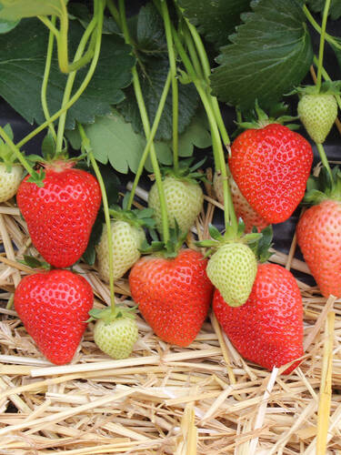 Seraphine A++ FRIGO braškių daigai (13 vnt.)