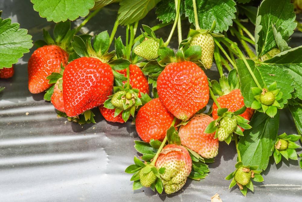 ,,Temptation” remontantinių braškių daigai (13 vnt.)