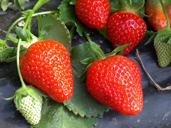 Clery A+ FRIGO braškių daigai (13 vnt.)