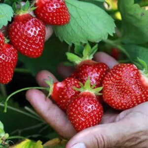 Flair A++ FRIGO braškių daigai (13 vnt.)