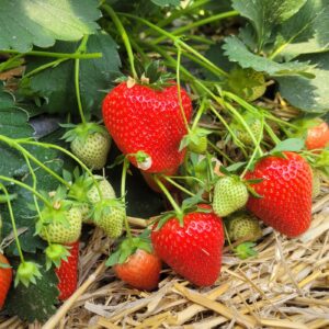 Twist A++ FRIGO braškių daigai (13 vnt.)