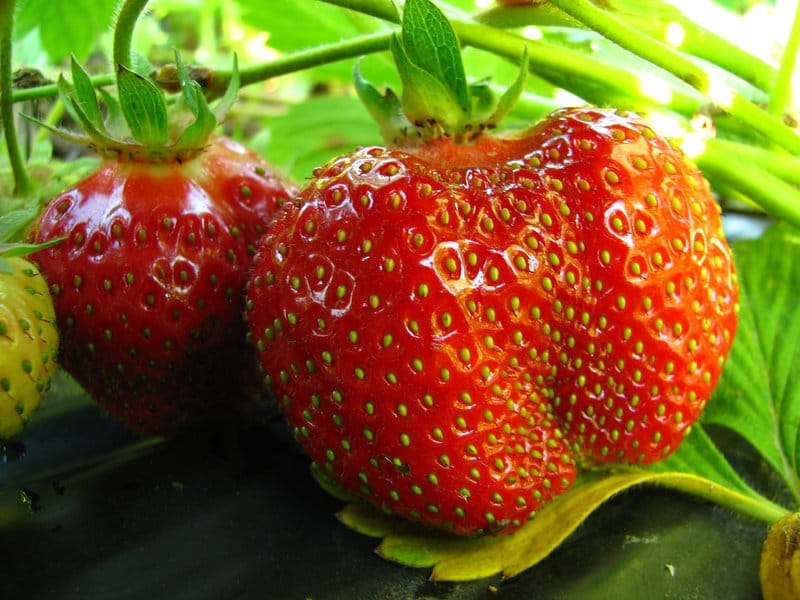 Elkat A+ FRIGO braškių daigai (13 vnt.)