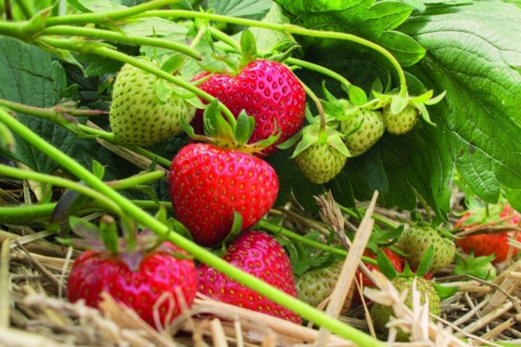 Faith A+ FRIGO braškių daigai (13 vnt.)