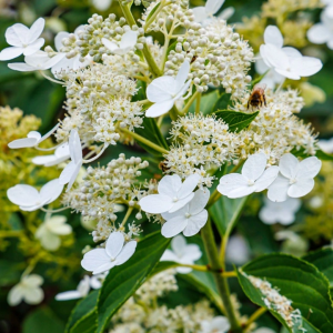 Hortenzija ‘Kyushu’