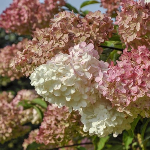 Hortenzija ‘Magical Candle’ - Image 2