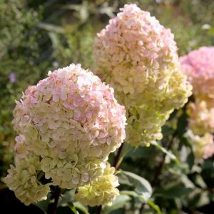 Hortenzija ‘Magical Sweet Summer’