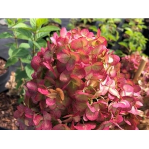 Hortenzija ‘Petite Cherry’