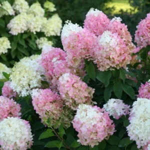 Hortenzija ‘Pinkachu’