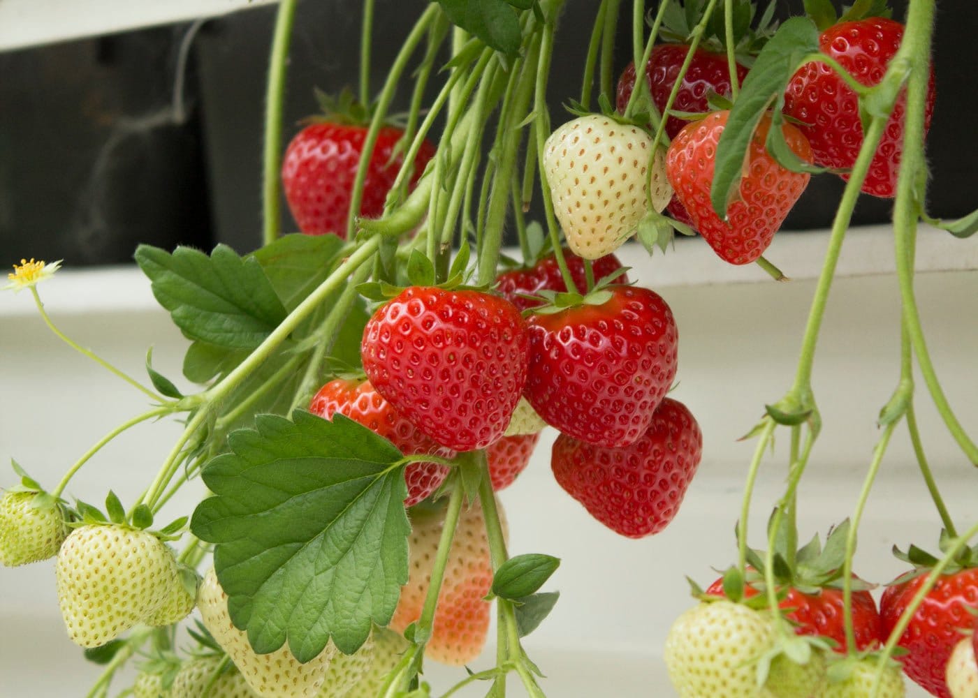 Sonsation A+ FRIGO braškių daigai (13 vnt.)