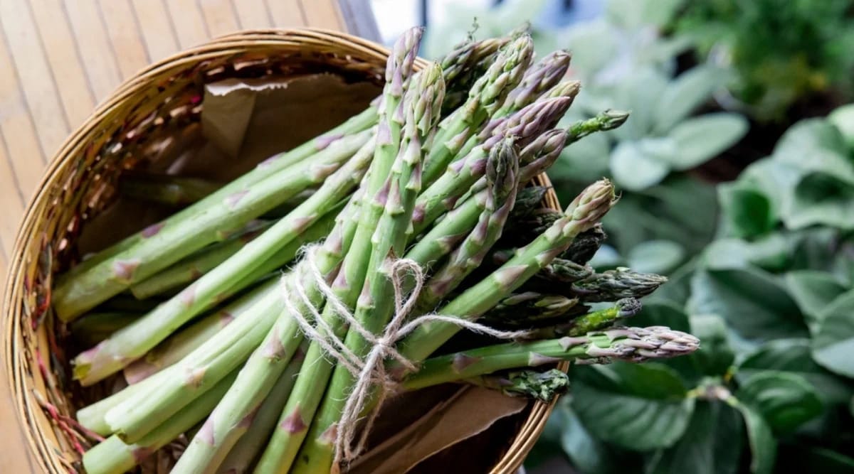 Xenolim smidrų šaknys (13 vnt.)