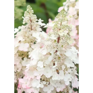 Hortenzija ‘Candle Light’