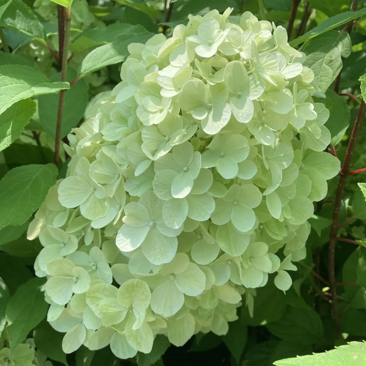 Hortenzija ‘Hercules’