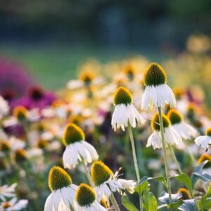 Ežiuolė ‘Alba’