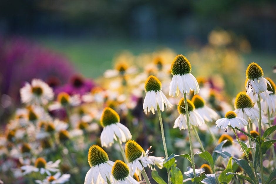 Ežiuolė ‘Alba’