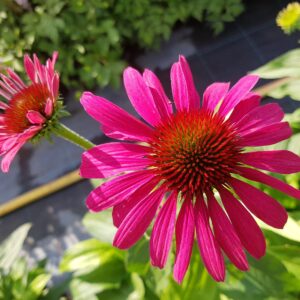 Ežiuolė ‘Sweet Meadow Mama’