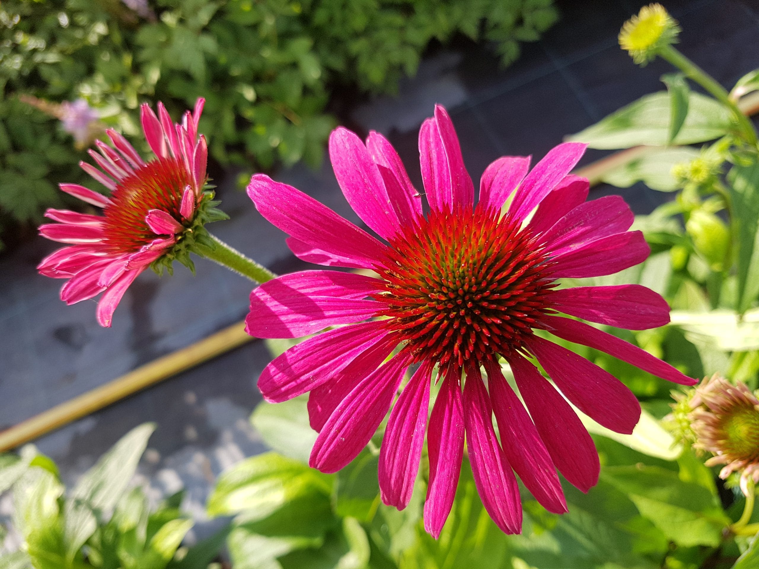 Ežiuolė ‘Sweet Meadow Mama’