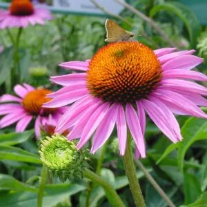 Ežiuolė ‘Ruby Star’