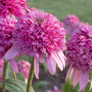 Ežiuolė ‘Razzmatazz’