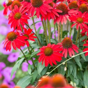 Ežiuolė ‘SunMagic Fantastic Scarlet’