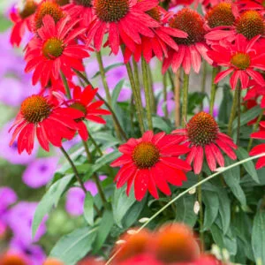 Ežiuolė ‘SunMagic Fantastic Scarlet’