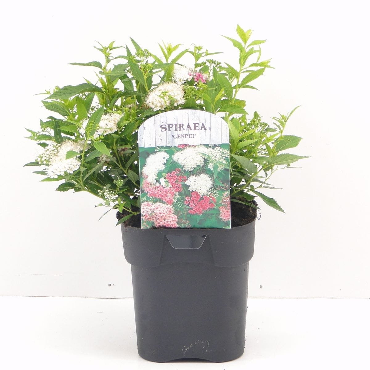 Lanksva japoninė ‘Genpei’