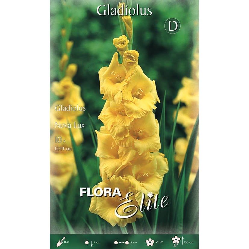 Kardelis 'Nova Lux' (10vnt)